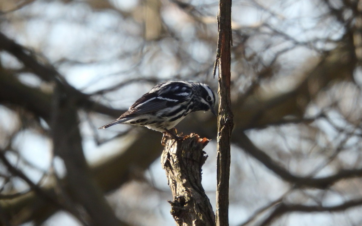 Black-and-white Warbler - ML158745031