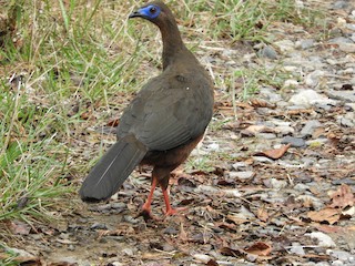 Sickle-winged Guan, ML158750411