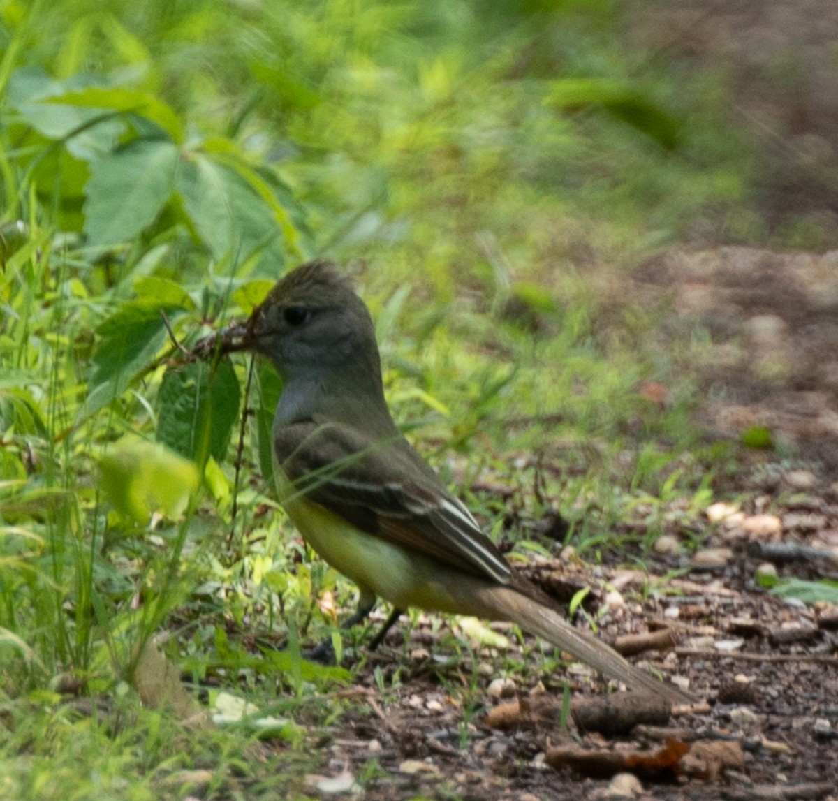 Great Crested Flycatcher - Charles Martin