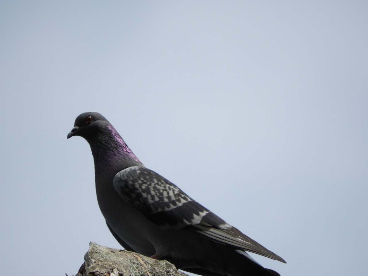 Rock Pigeon (Feral Pigeon) - Vinny Ríos