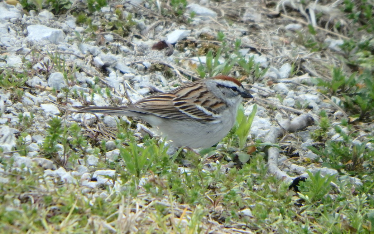 Chipping Sparrow - ML158753761