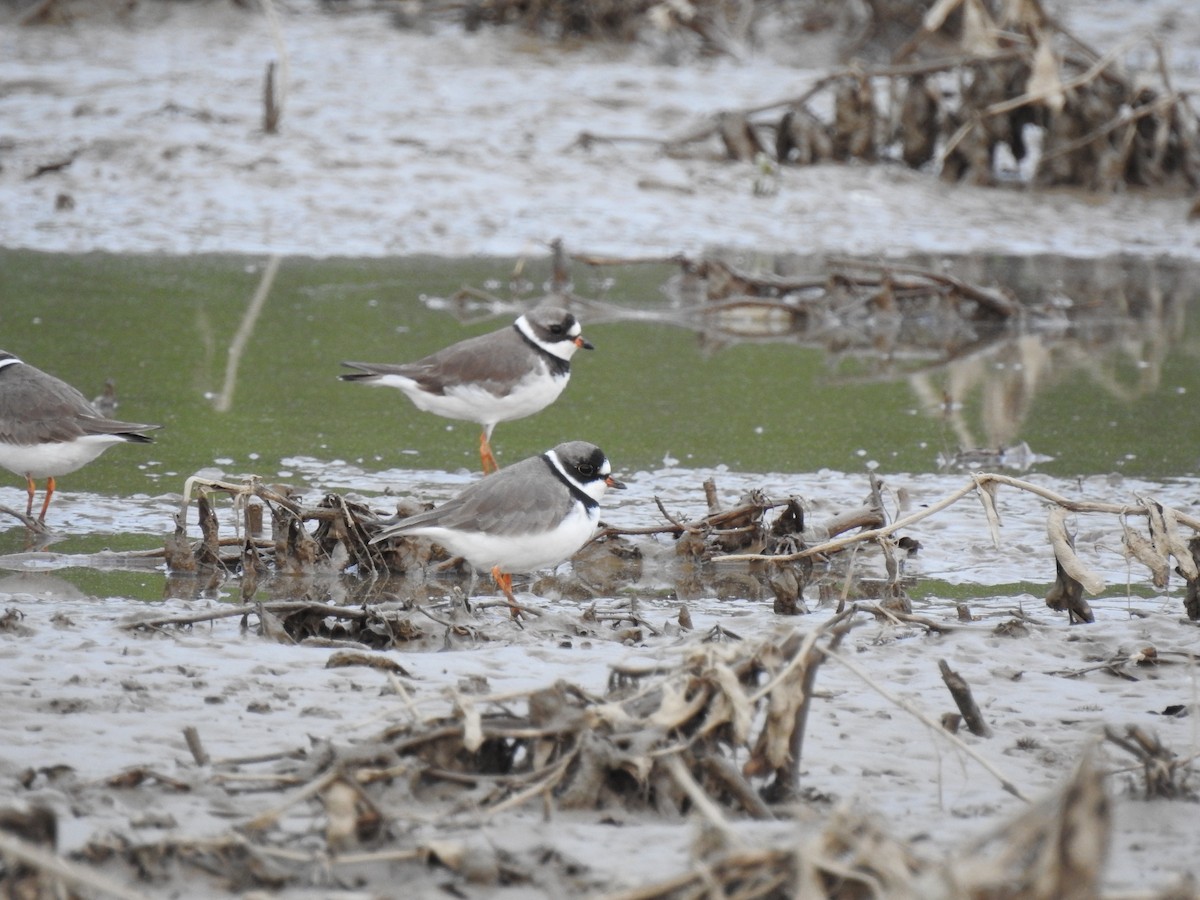 Semipalmated Plover - ML158754331