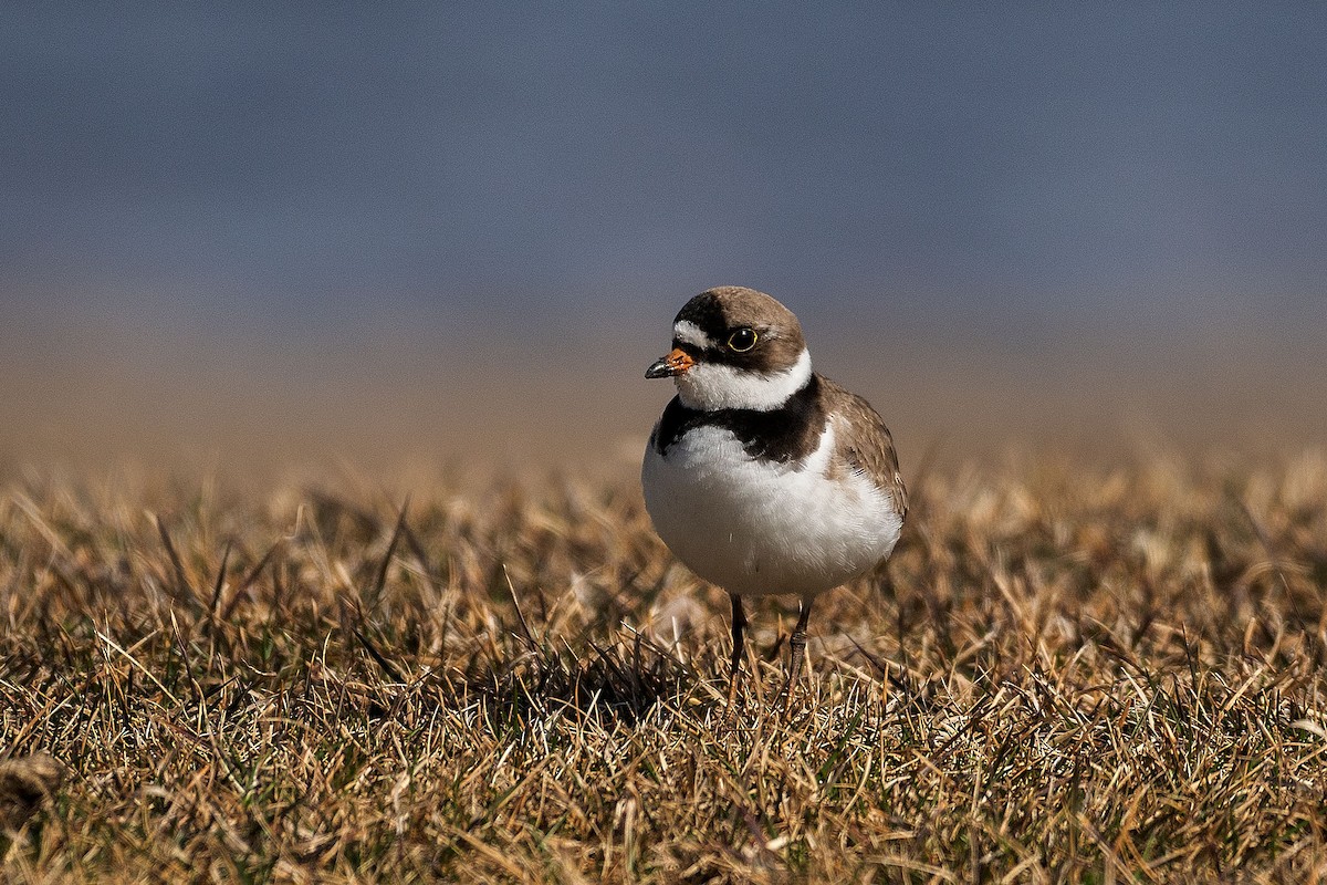 Semipalmated Plover - ML158754411