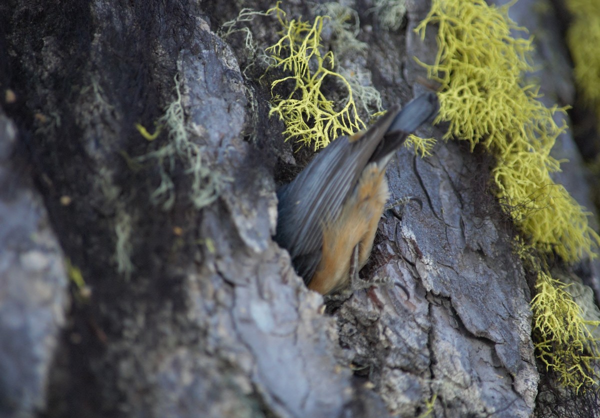 Red-breasted Nuthatch - ML158755091