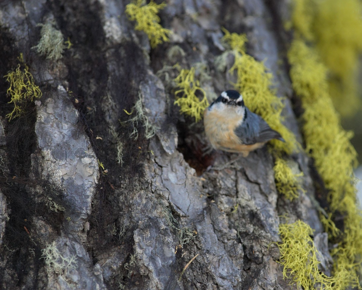 Red-breasted Nuthatch - Cory Ross