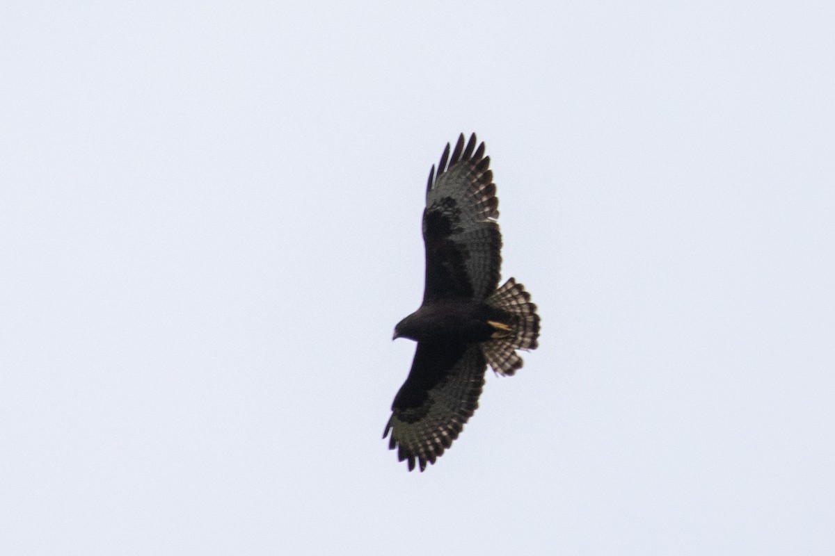 Short-tailed Hawk - Steve McInnis