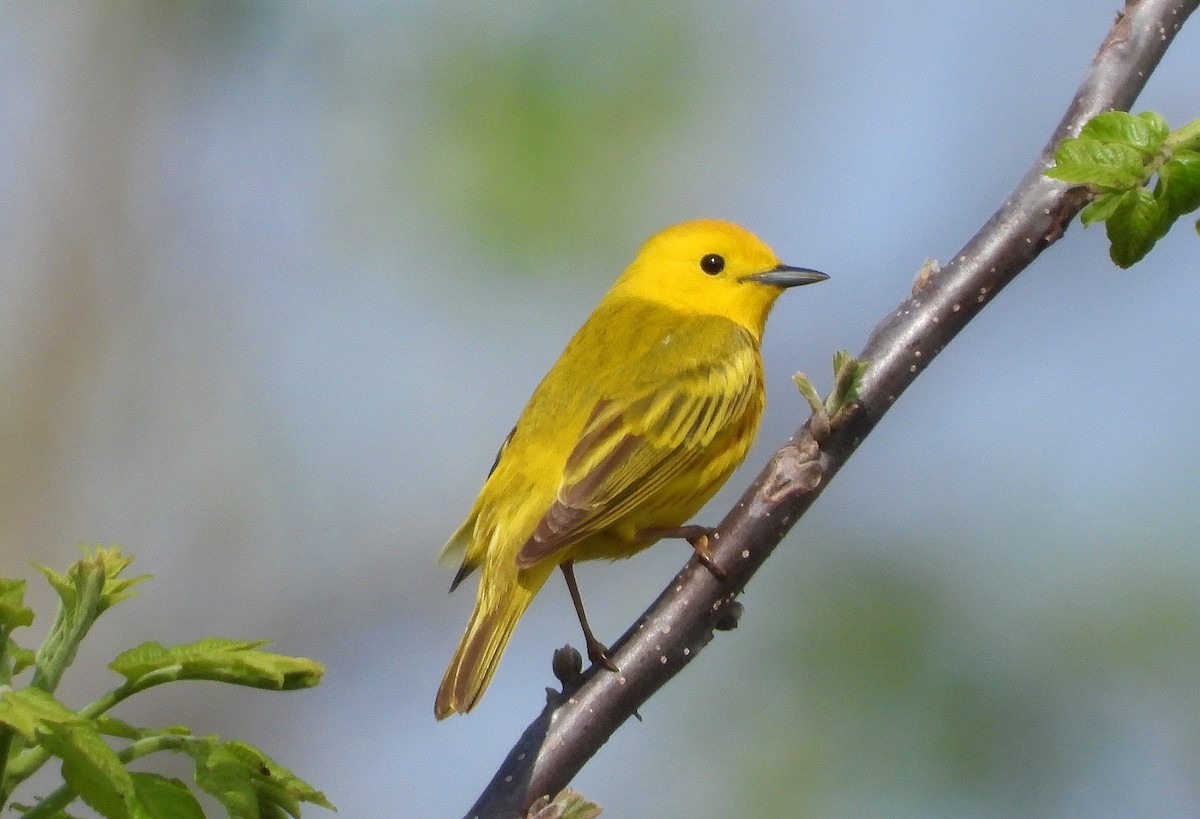 Yellow Warbler - Ron Furnish