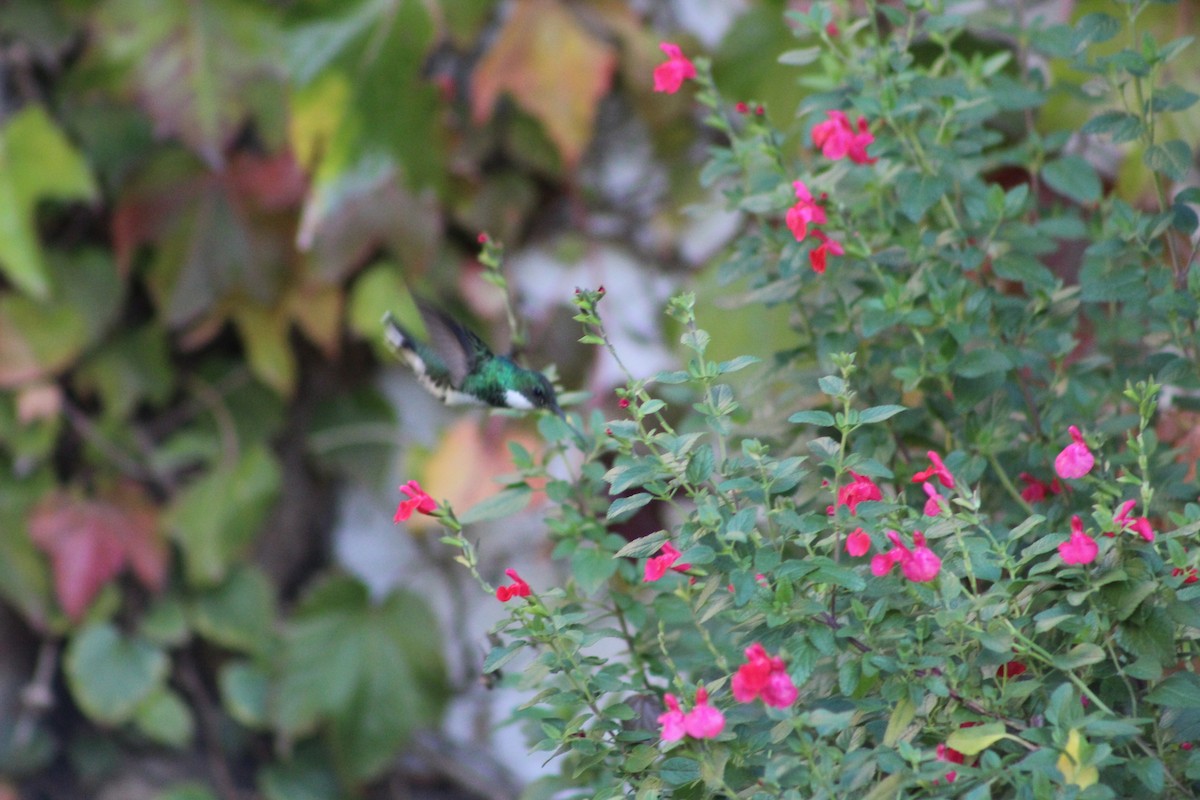 White-throated Hummingbird - Marcos de Larminat