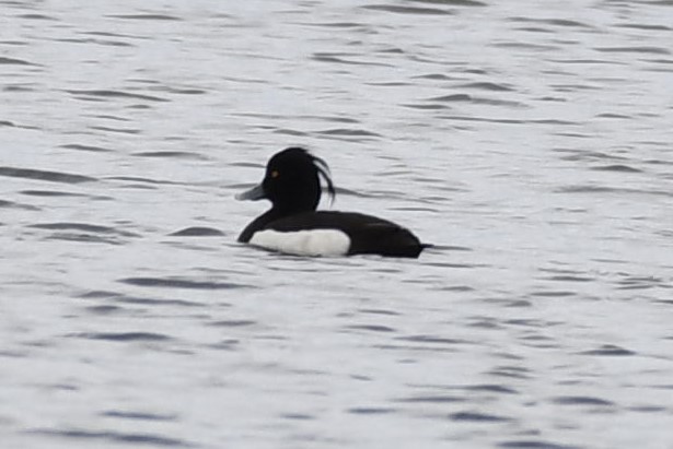 Tufted Duck - Tim Metcalf