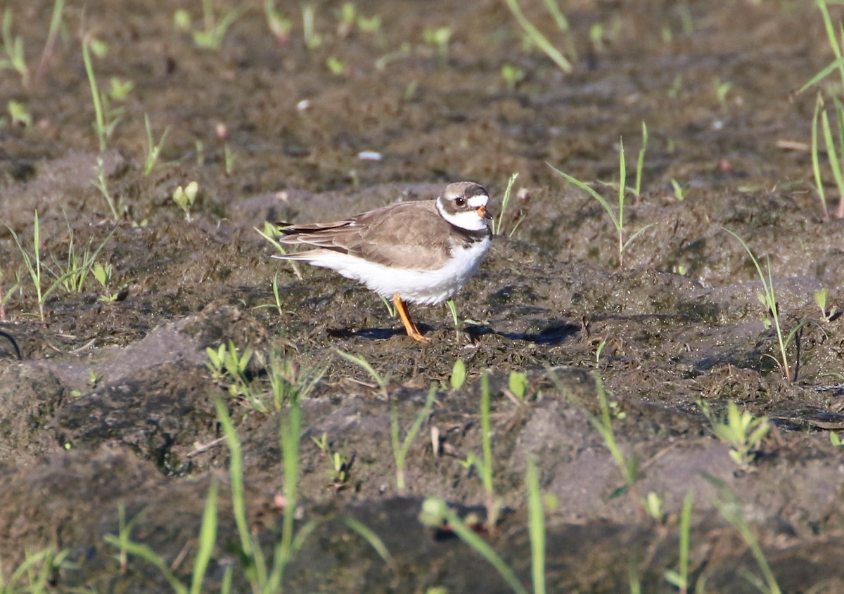Semipalmated Plover - ML158772621