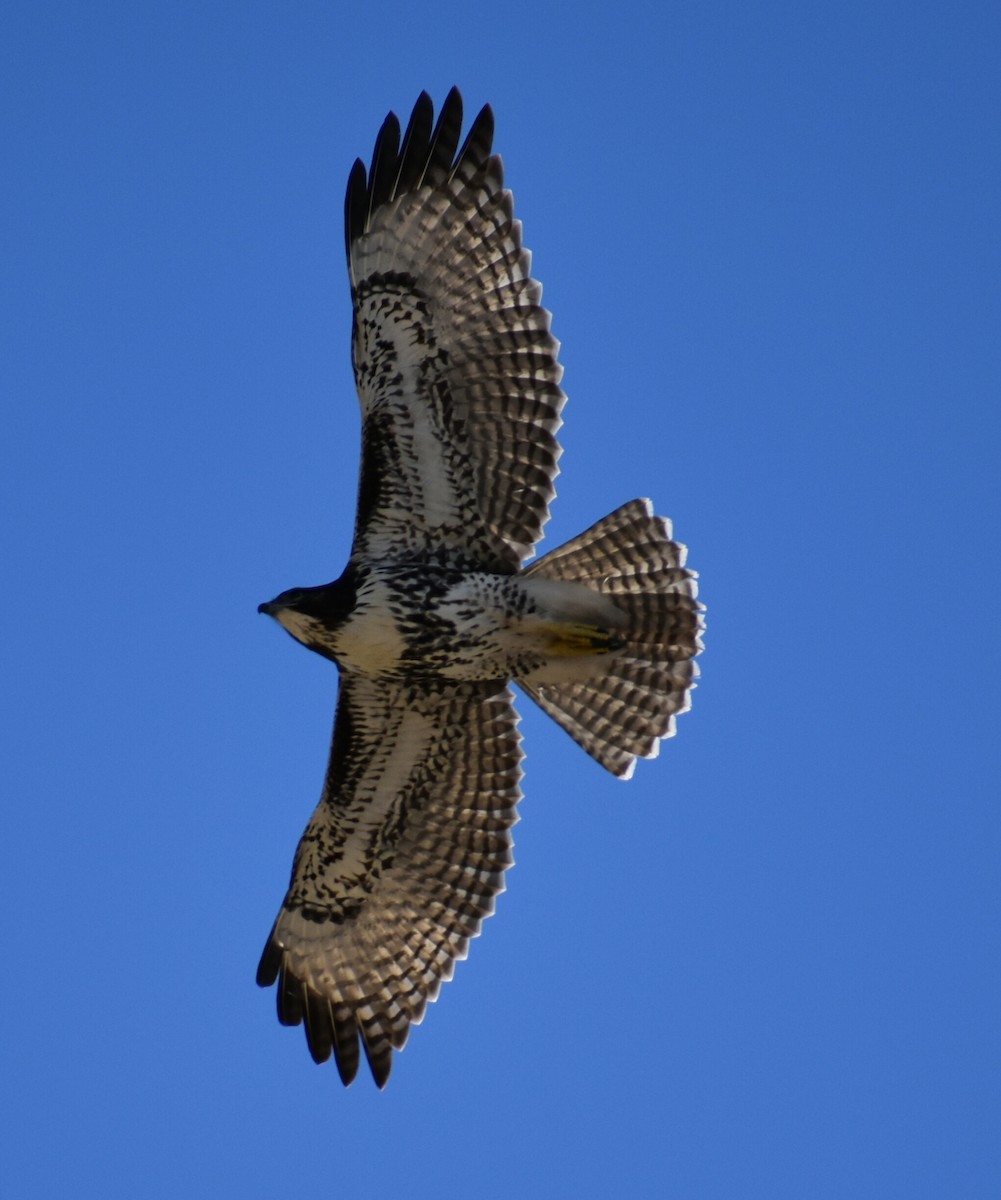 Rufous-tailed Hawk - Anonymous
