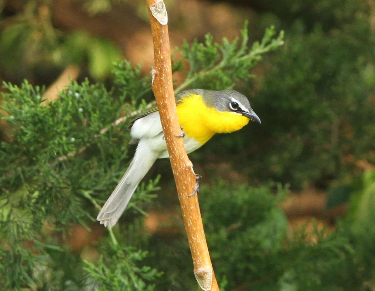 Yellow-breasted Chat - Steven Glynn