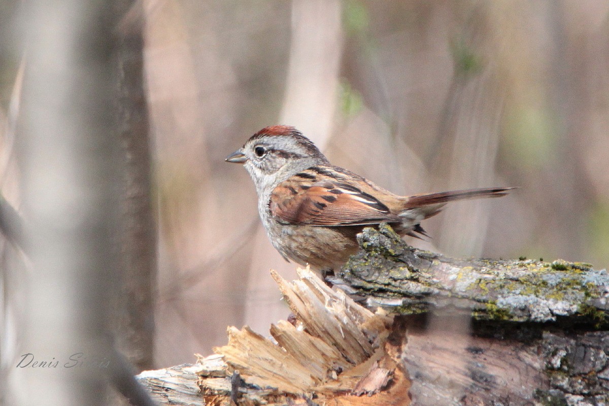 Swamp Sparrow - ML158779851