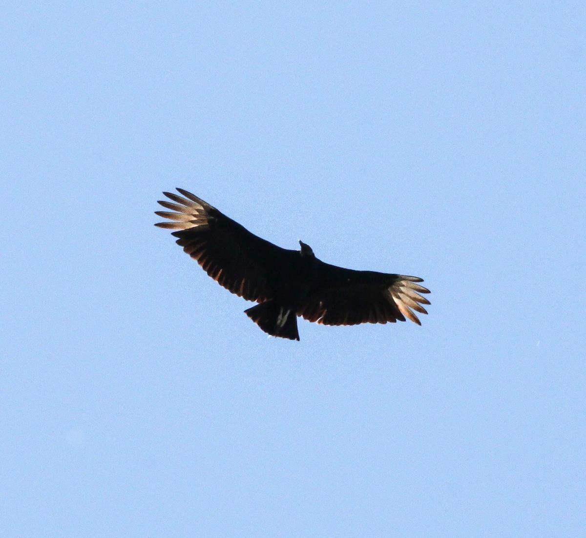 Black Vulture - Tom Younkin