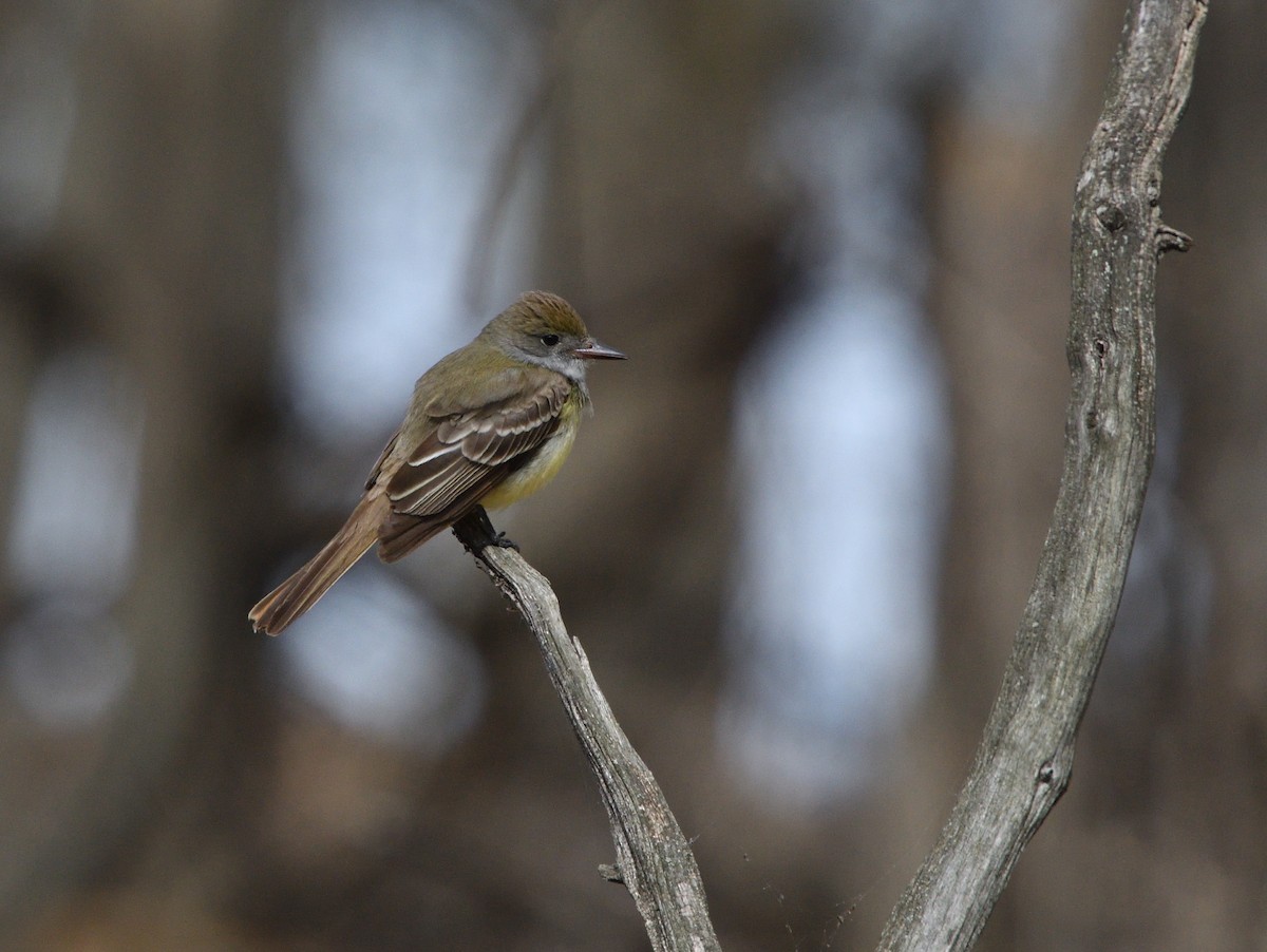Great Crested Flycatcher - Louis Lemay