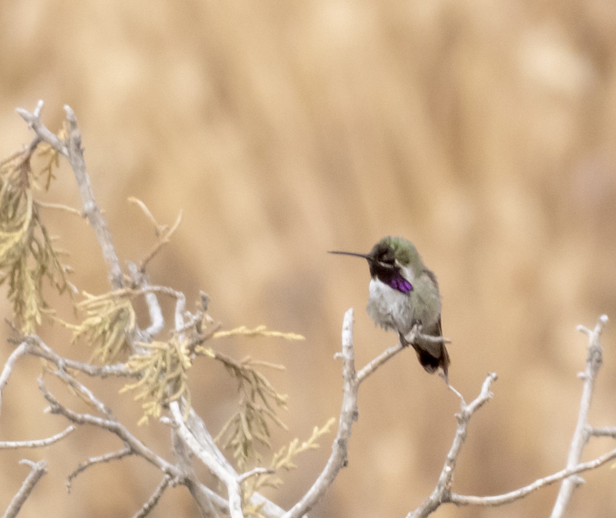 Costa's Hummingbird - Norman Pillsbury