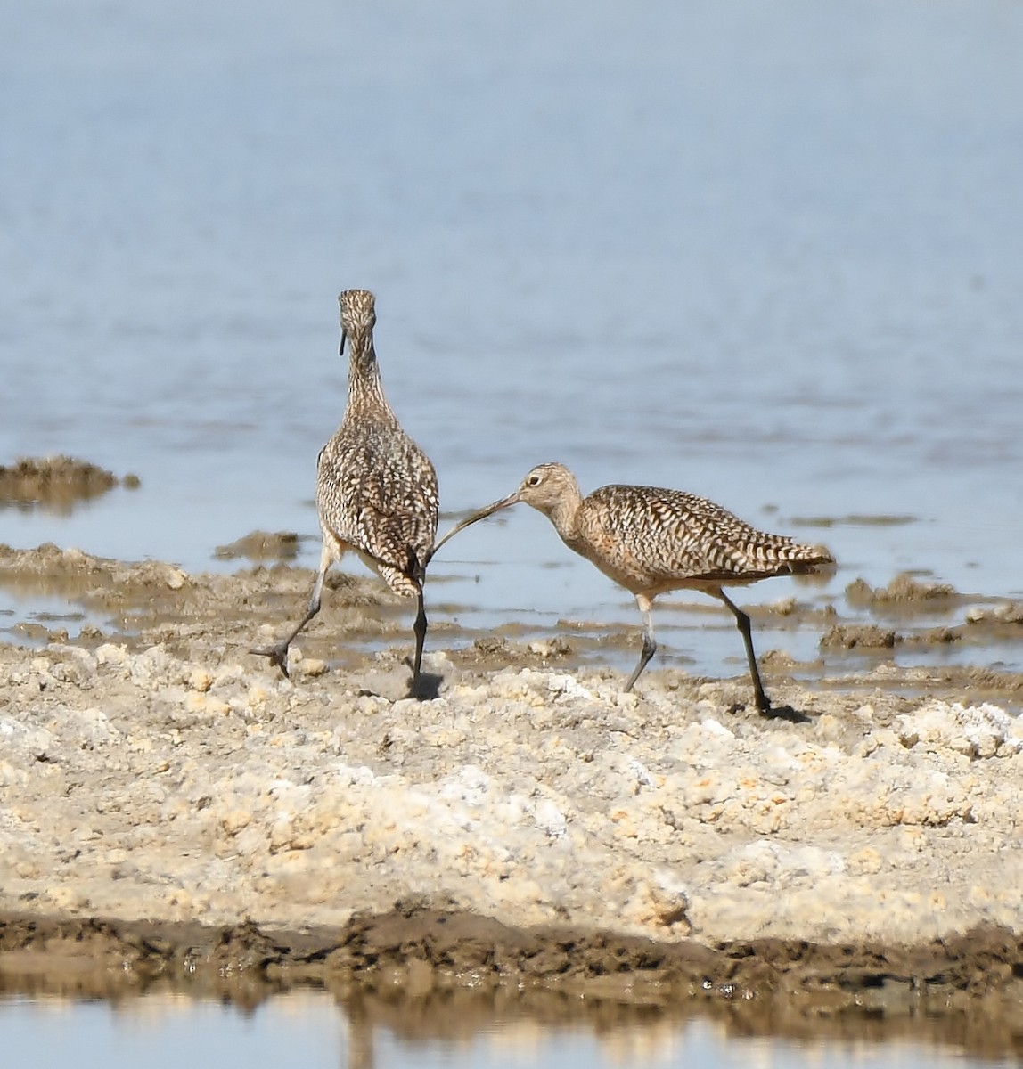 Long-billed Curlew - ML158789121