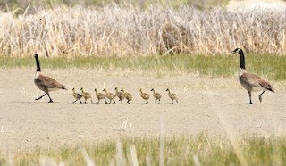 Canada Goose, ML158789231