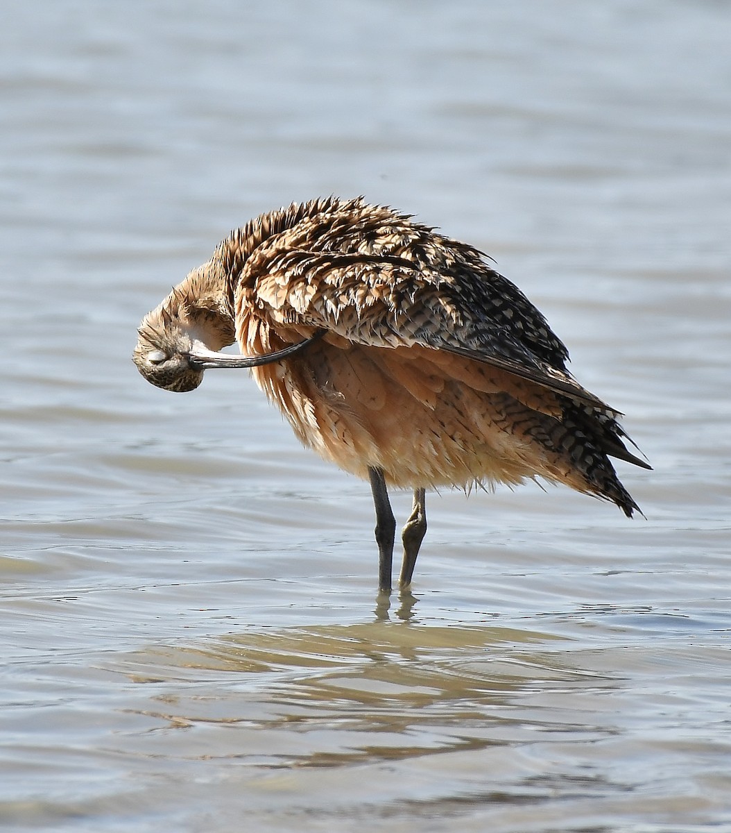 Long-billed Curlew - ML158789331