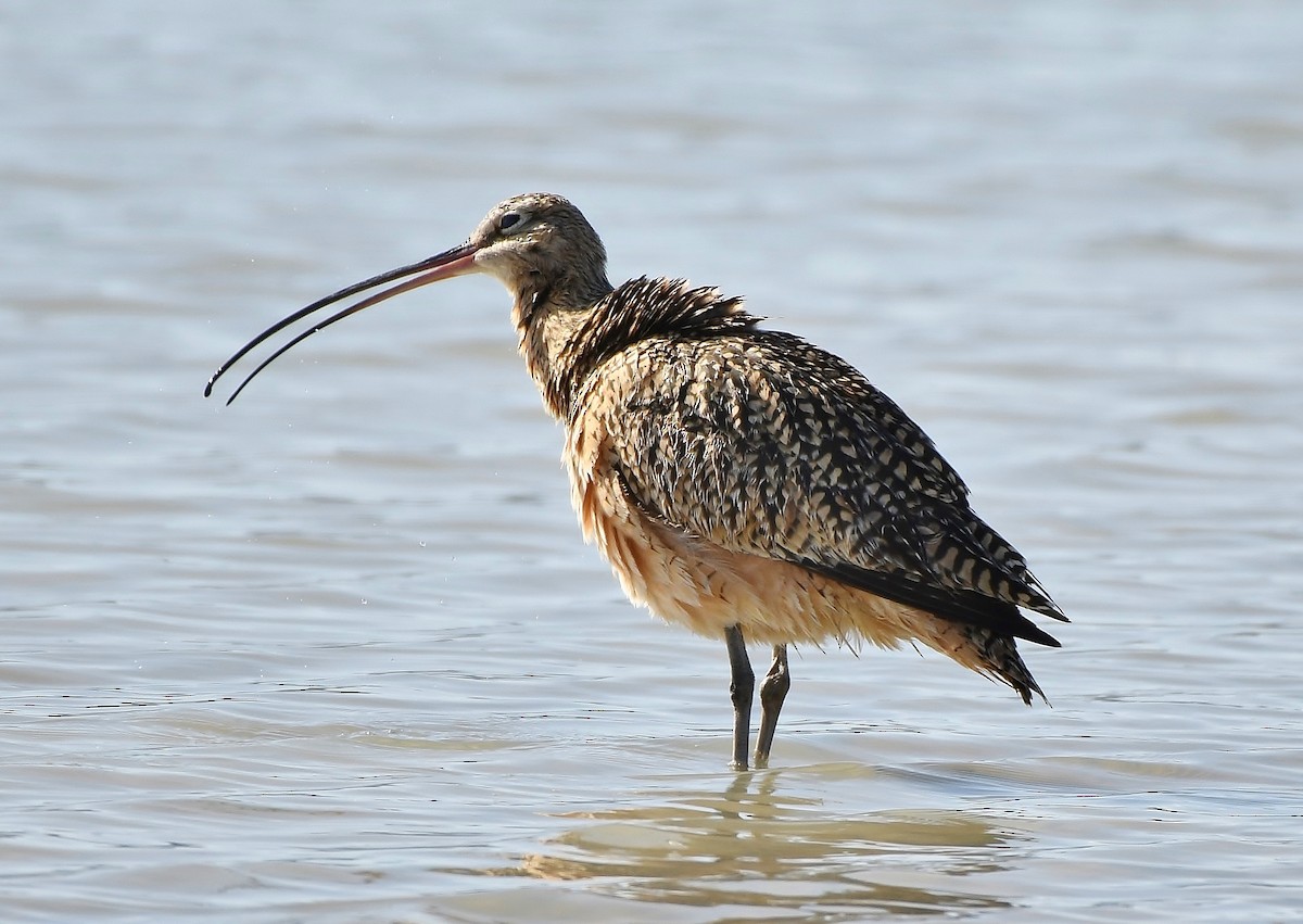 Long-billed Curlew - ML158789561