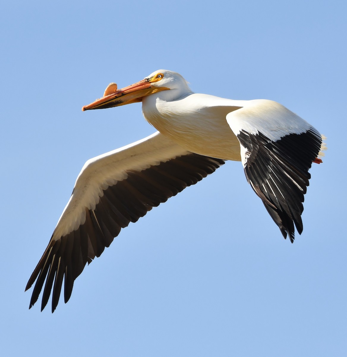 American White Pelican - ML158789931