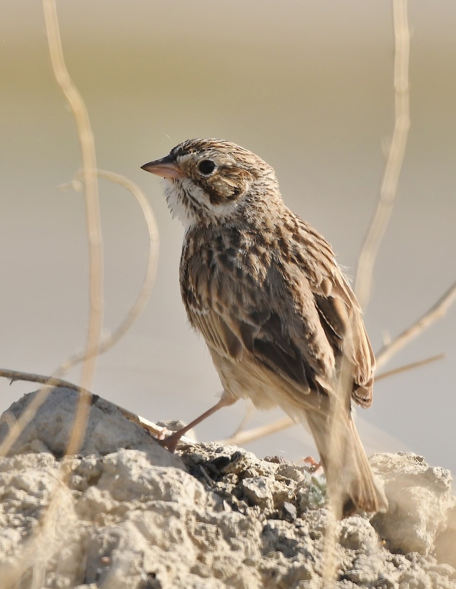 Vesper Sparrow - Rachel Hudson