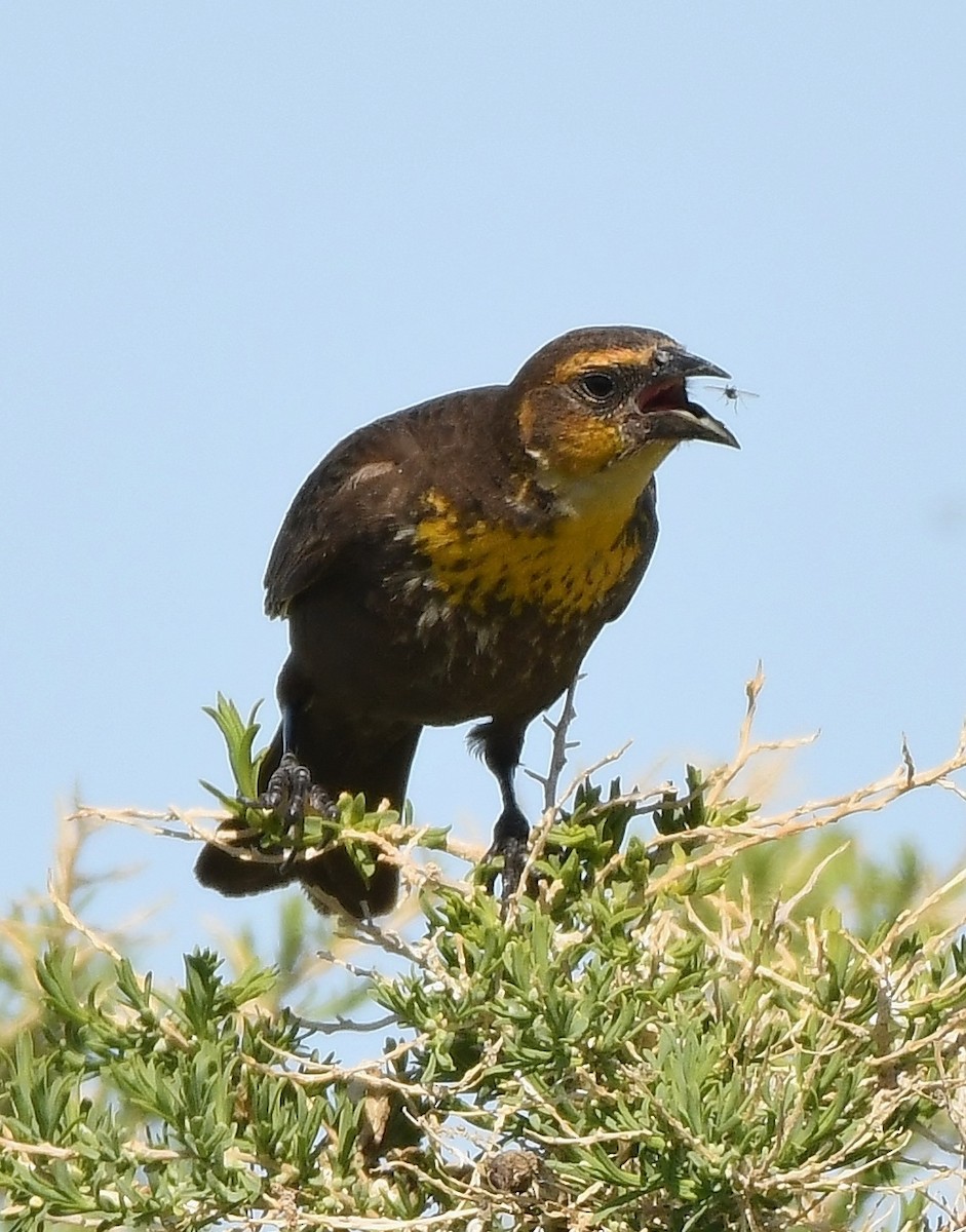 Yellow-headed Blackbird - ML158790901