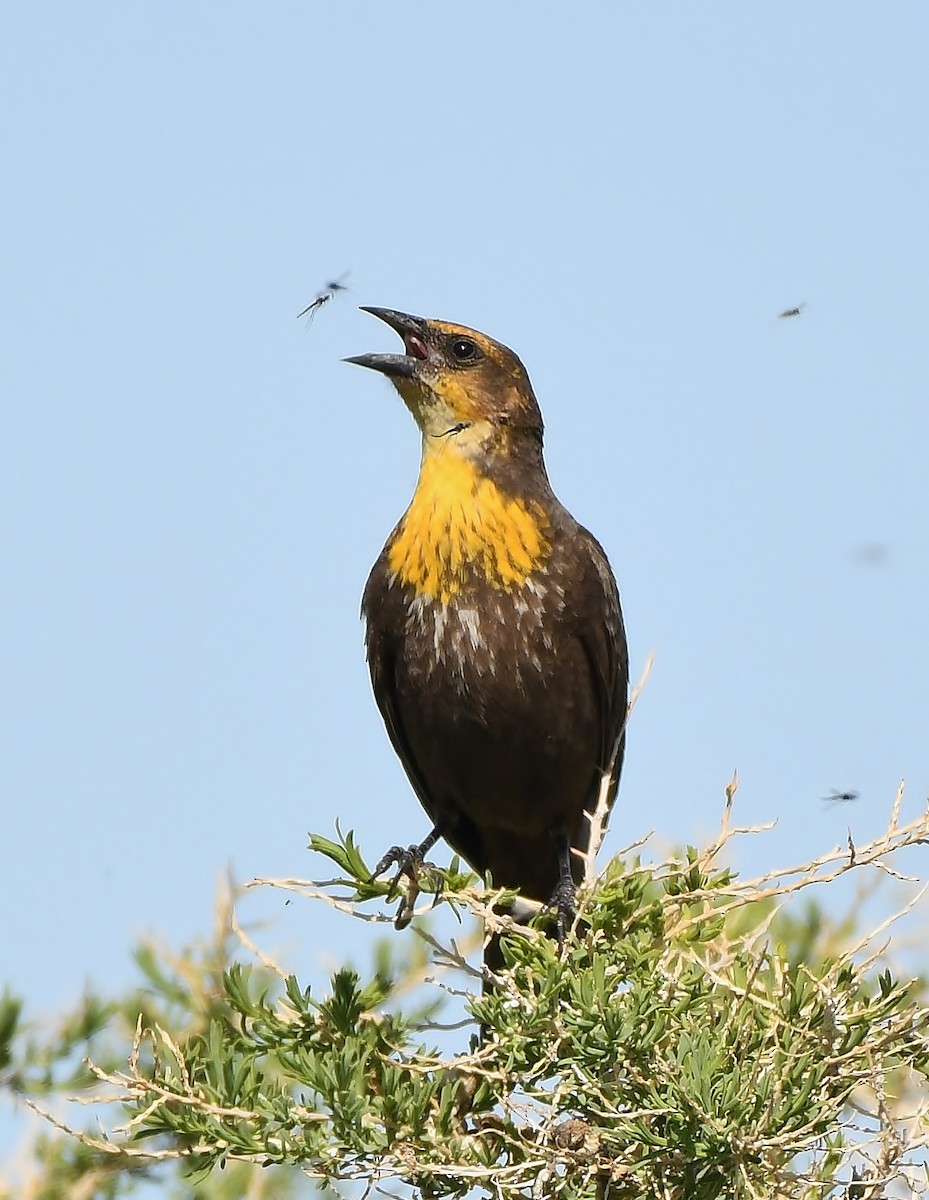 Yellow-headed Blackbird - ML158790981