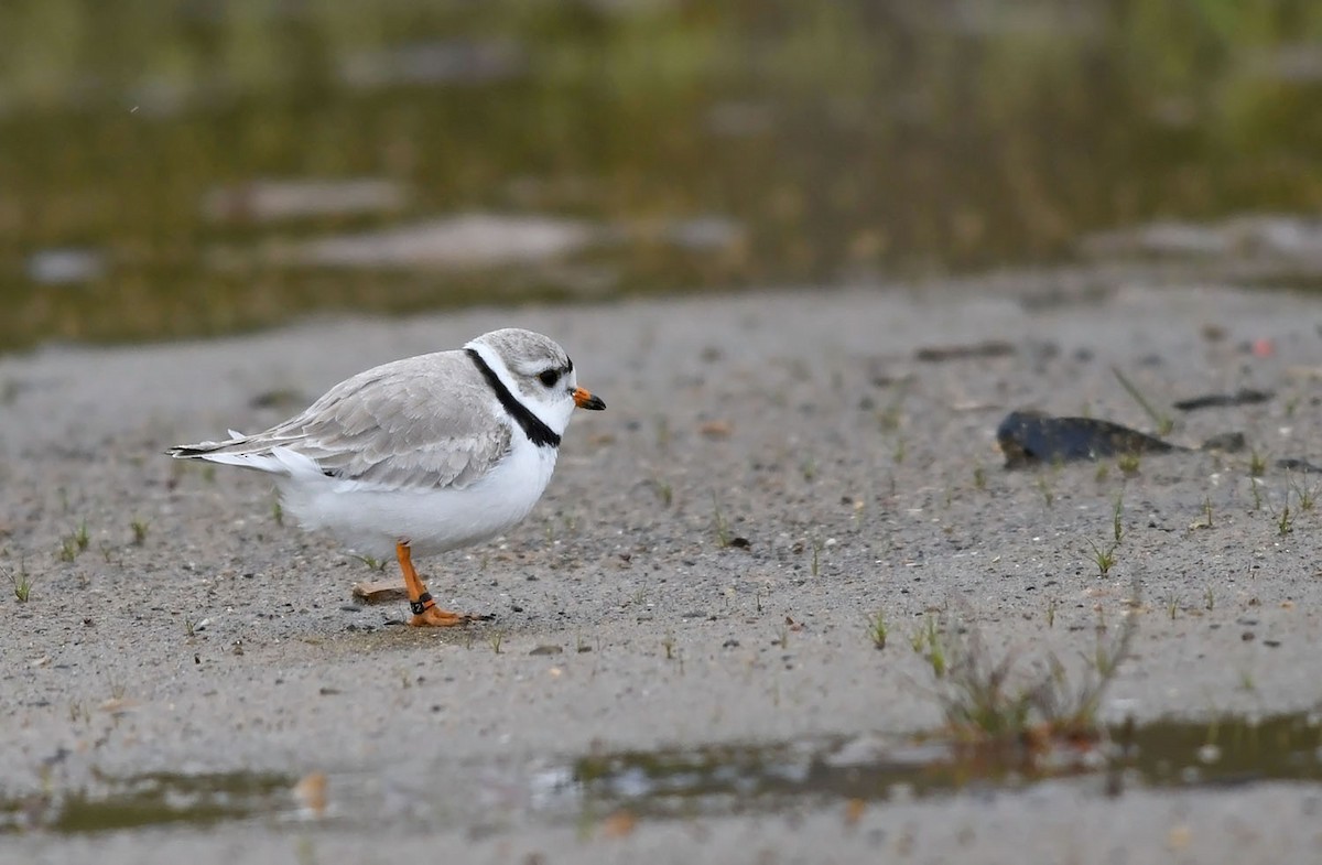 Piping Plover - ML158791881