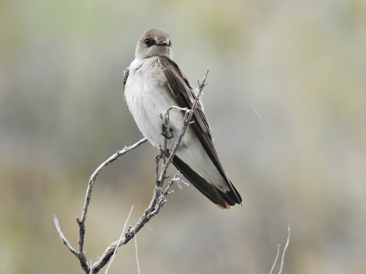 Northern Rough-winged Swallow - Sharon Dewart-Hansen