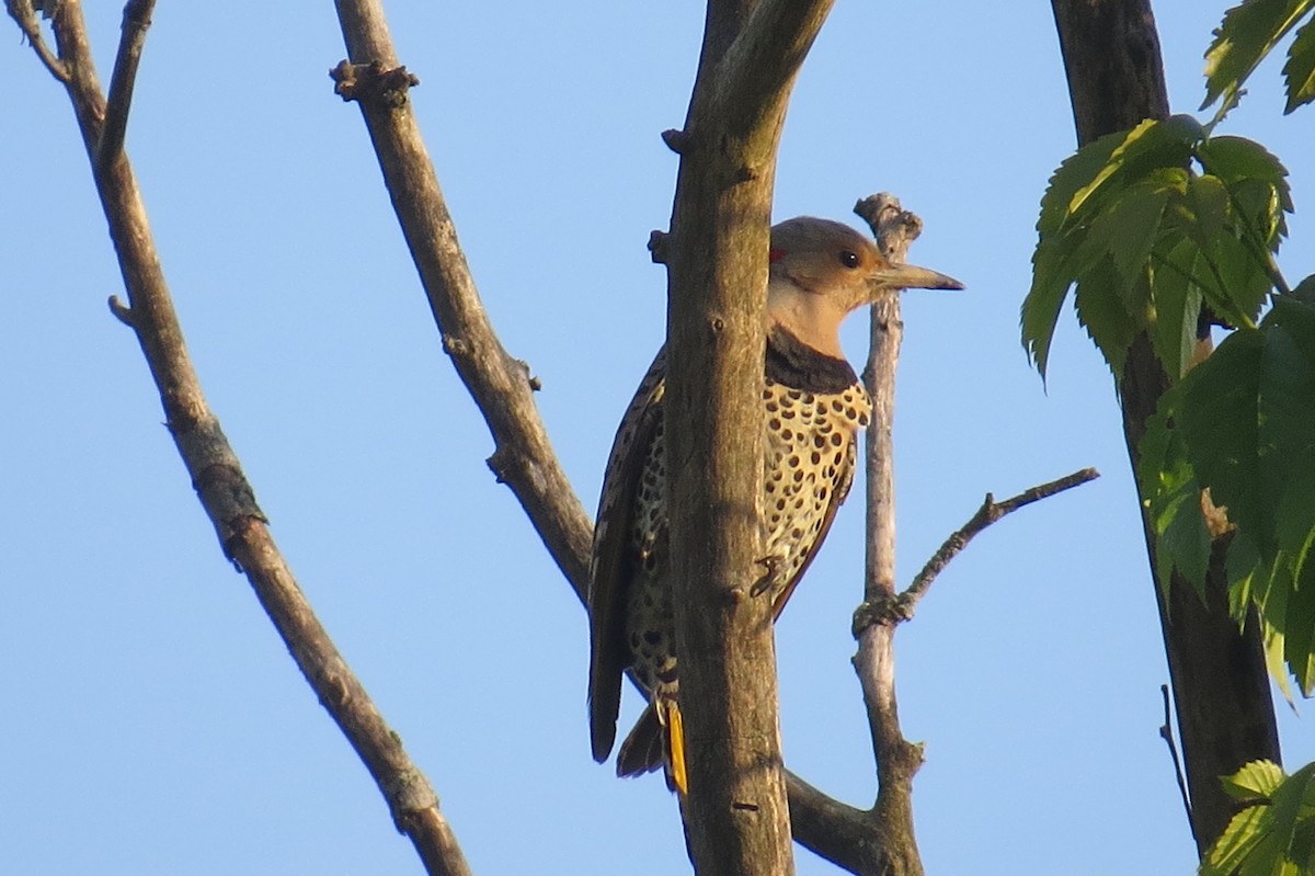 Northern Flicker (Yellow-shafted) - ML158804461