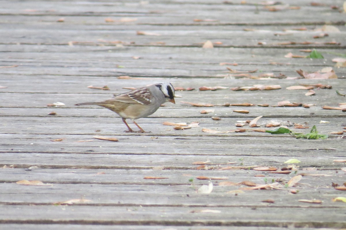 White-crowned Sparrow - Karen Mammone