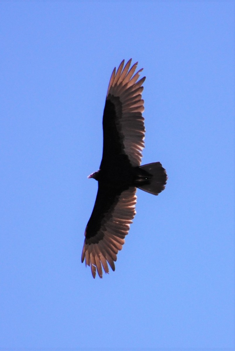 Turkey Vulture - Cinnamon Bergeron