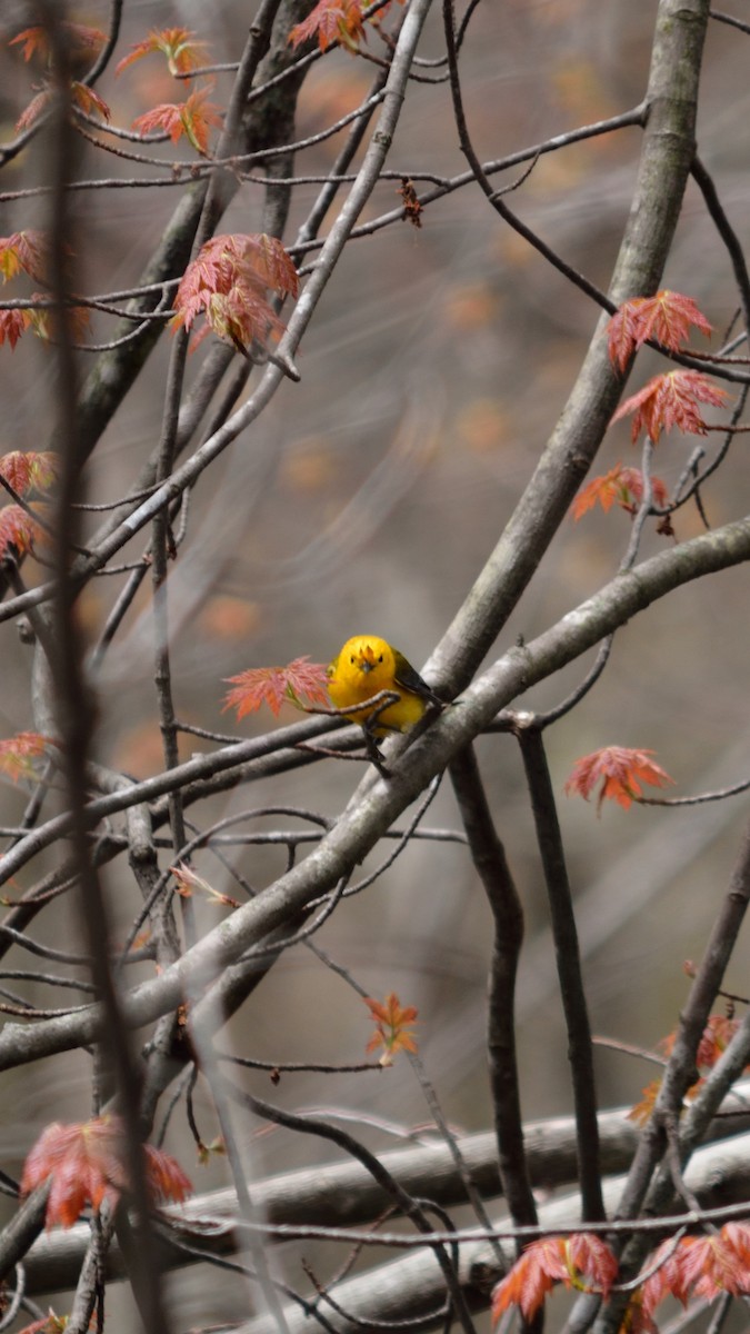 Prothonotary Warbler - ML158816181