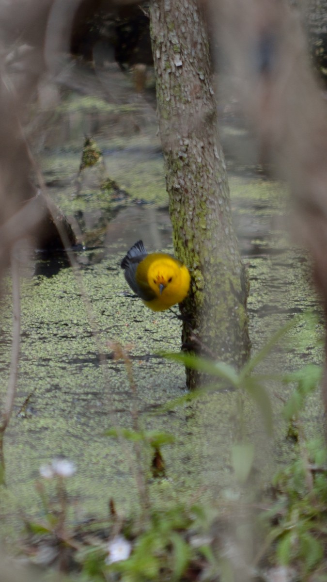Prothonotary Warbler - ML158816391