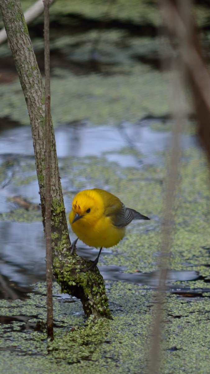 Prothonotary Warbler - ML158816631