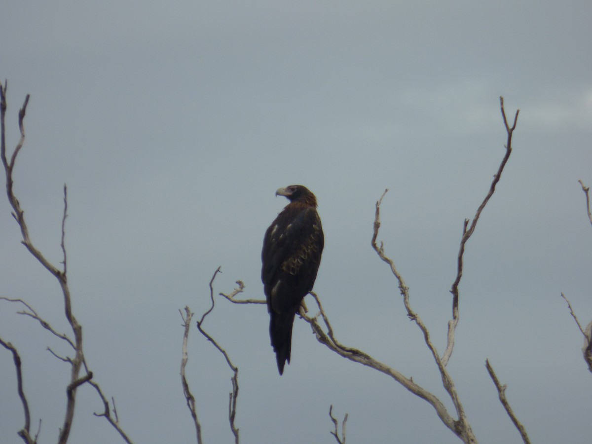 Wedge-tailed Eagle - ML158817871