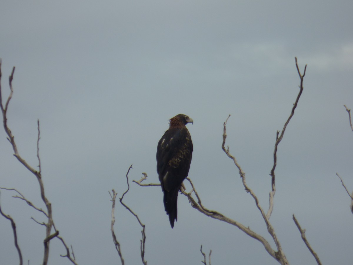 Wedge-tailed Eagle - ML158817881