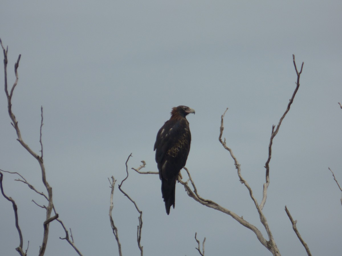 Wedge-tailed Eagle - ML158817891