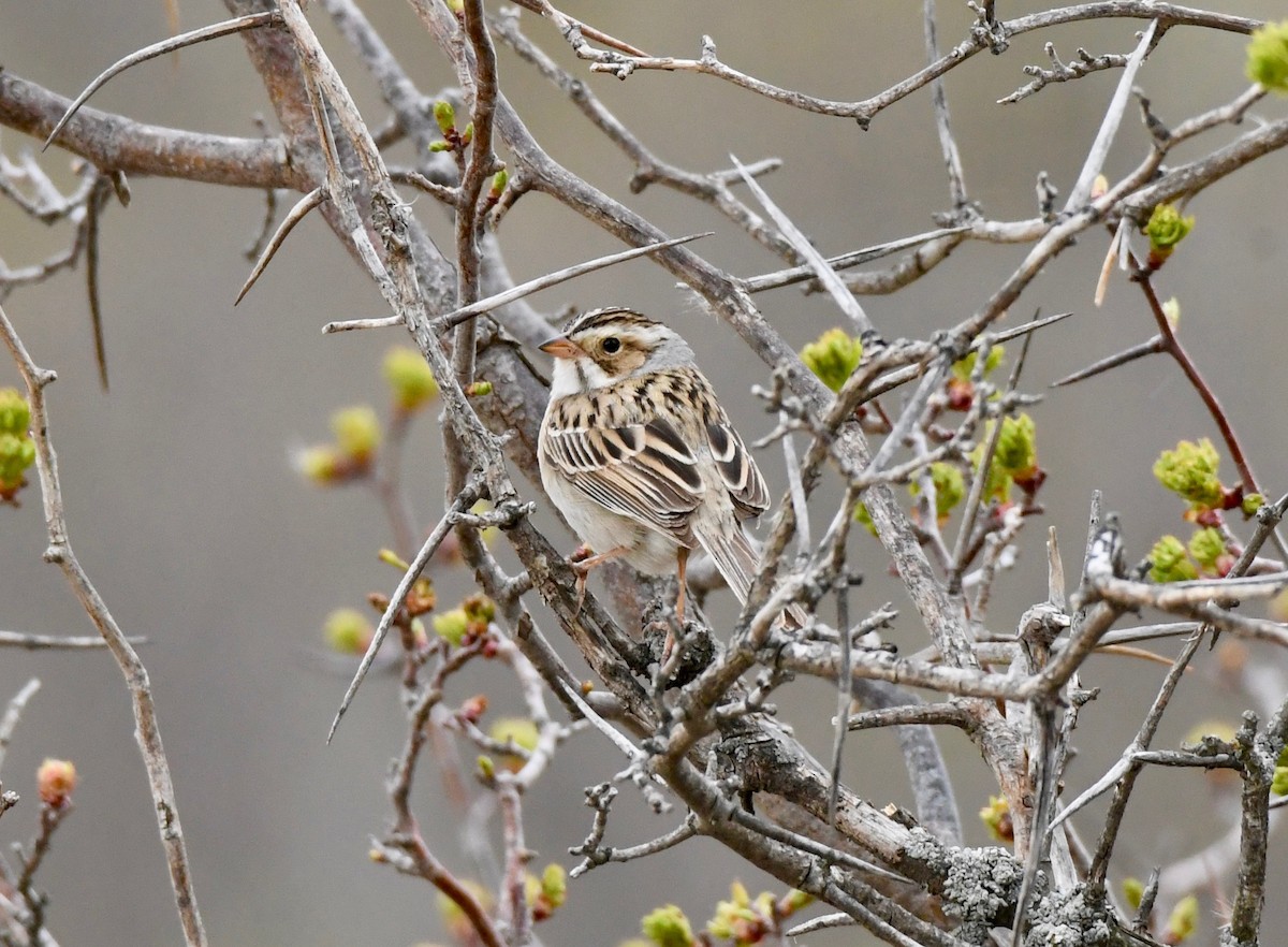 Clay-colored Sparrow - ML158824741
