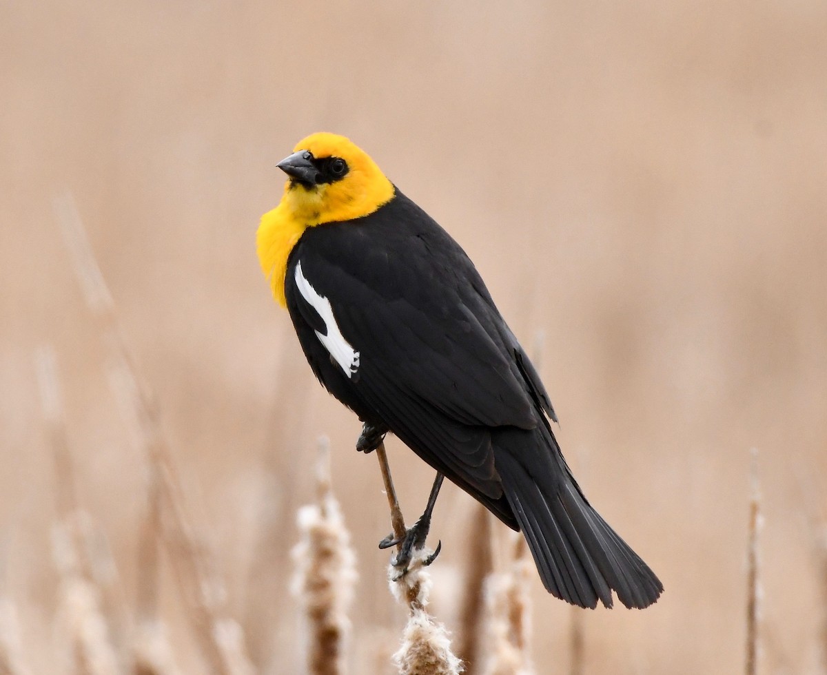 Yellow-headed Blackbird - ML158824771