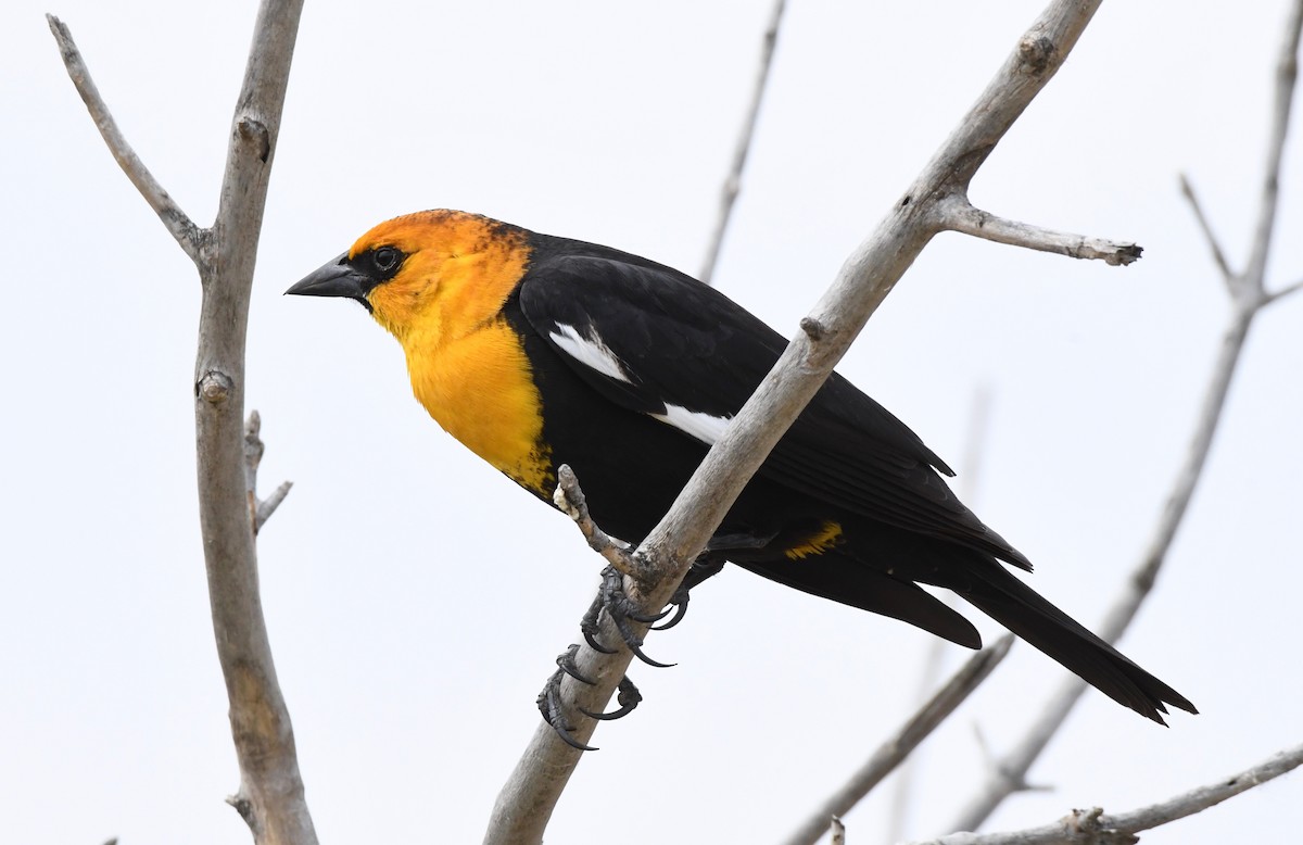 Yellow-headed Blackbird - ML158824901