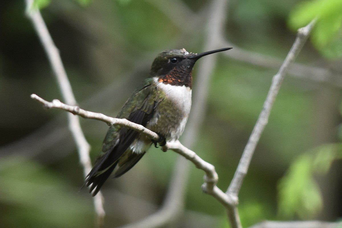 Ruby-throated Hummingbird - ML158825841