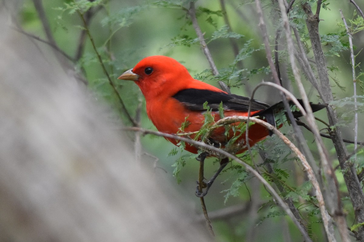 Scarlet Tanager - ML158826091