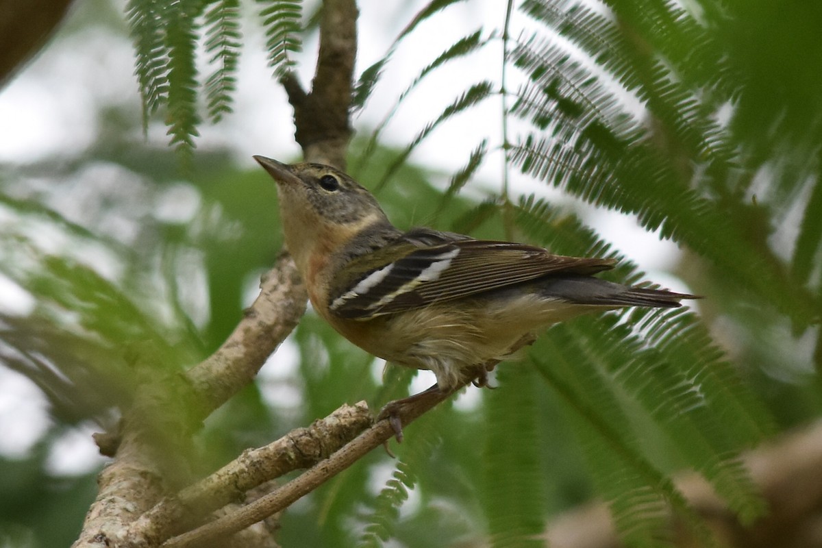 Bay-breasted Warbler - ML158826621