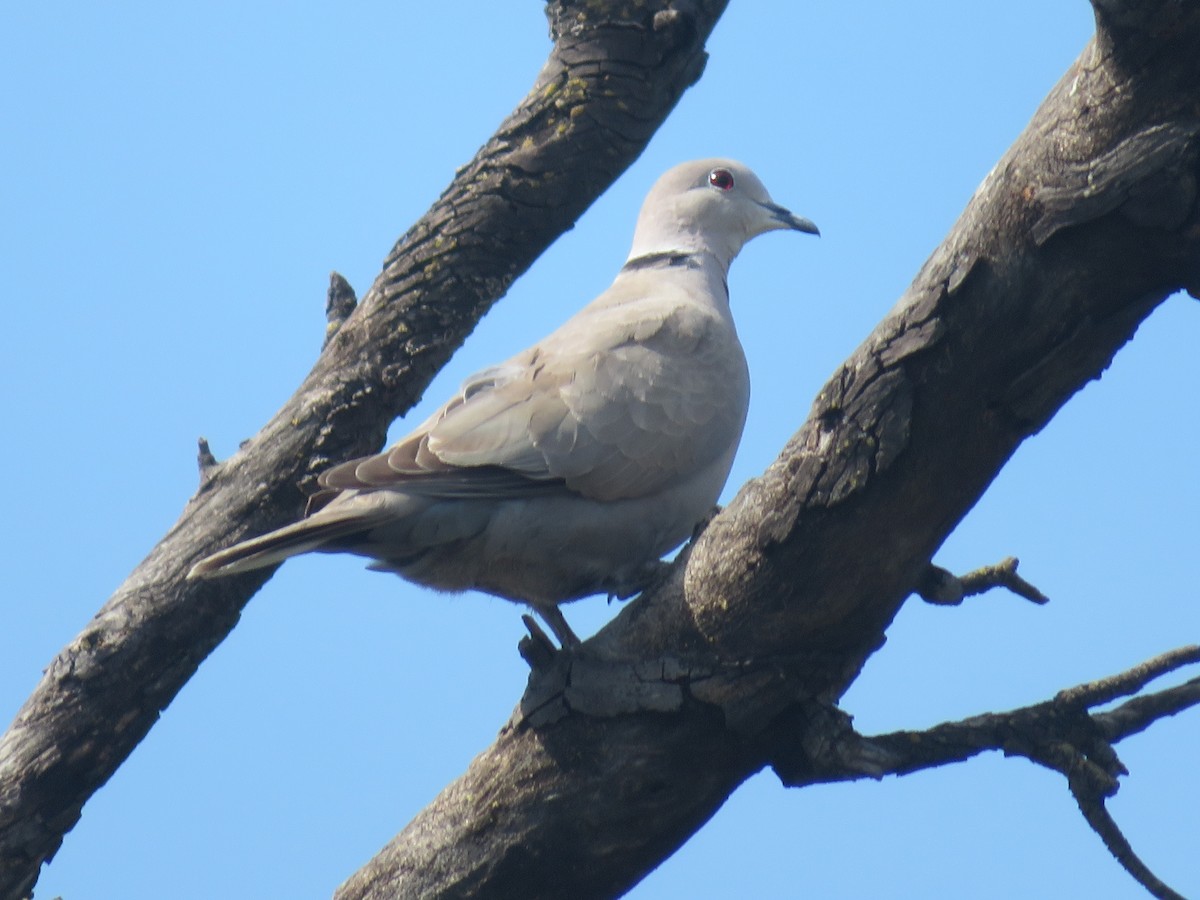 Eurasian Collared-Dove - ML158827551