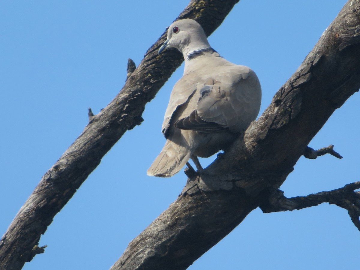 Eurasian Collared-Dove - TK Birder