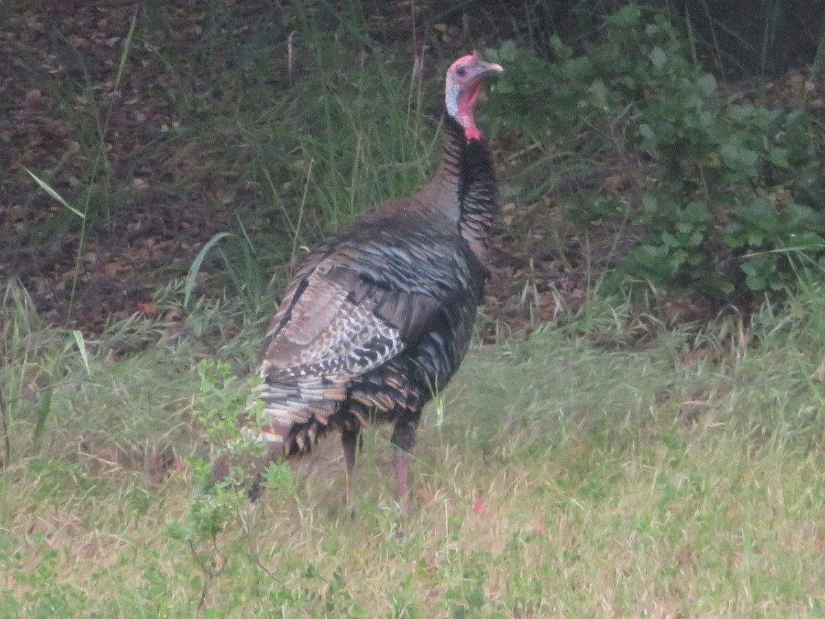 Wild Turkey - TK Birder