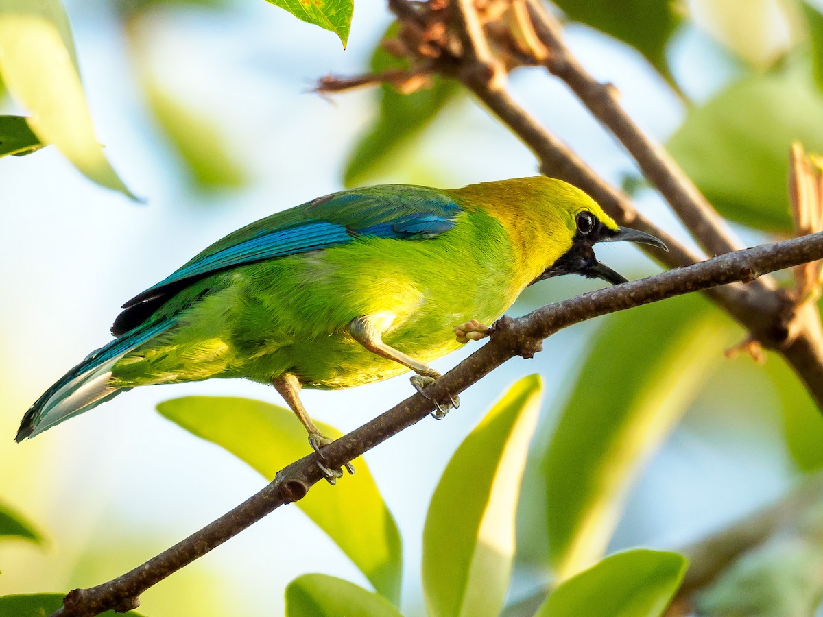 Blue-winged Leafbird - Karyne Wee