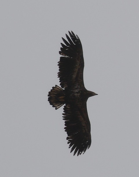 White-tailed Eagle - ML158832181